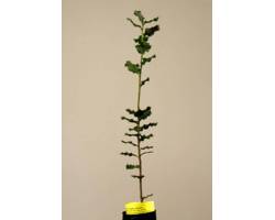 Acheter des plantes mycorhiziens truffe noire. chêne vert. les prix. L'agriculture biologique certifiée chêne. (Quercus ilex)