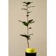 Buy mycorrhizal plants black truffle. oak . prices. Certified organic farming