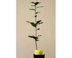 Acheter des plantes mycorhiziens truffe noire. chêne. les prix. L'agriculture biologique certifiée chêne. (Quercus ilex)