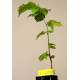 Comprar plantas micorrizadas de trufa negra. avellano . precios. Cultivo ecológico certificado