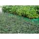 Buy mycorrhizal plants black truffle. oak . prices. tree organic farming