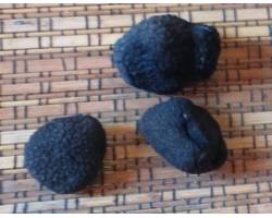 buy black truffle. fresh truffle. melanosporum. price. fresh. perigord