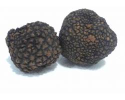 buy summer truffle. fresh truffle. aestivum. see price. high quality cuisine delicatessen